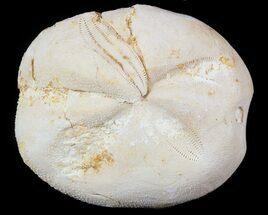 2.1" Micraster? Fossil Echinoid (Sea Urchin) - Taouz, Morocco - Fossil #46398