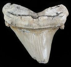 Fossil Angustidens Shark Tooth - Megalodon Ancestor #46861