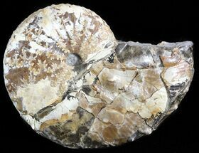 Fossil Ammonite (Hoploscaphities) - South Dakota #46879