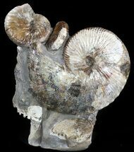 Hoploscaphites Ammonite Cluster- South Dakota #46868