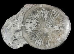 Pennsylvanian Aged Agatized Horn Coral - Utah #46759