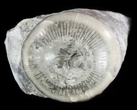 Pennsylvanian Aged Agatized Horn Coral - Utah #46764