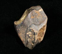 Worn Triceratops Tooth - Montana #4463