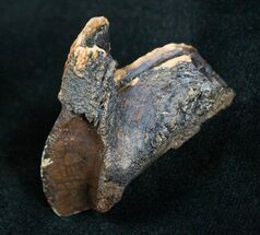 Large, Rooted Triceratops Tooth - #4469