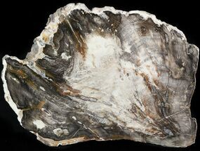 Triassic Aged Petrified Wood (Araucaria) Slice - #47412