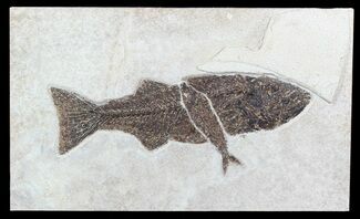 Mioplosus With Knightia Fossil Fish (Clearance Price) #47550