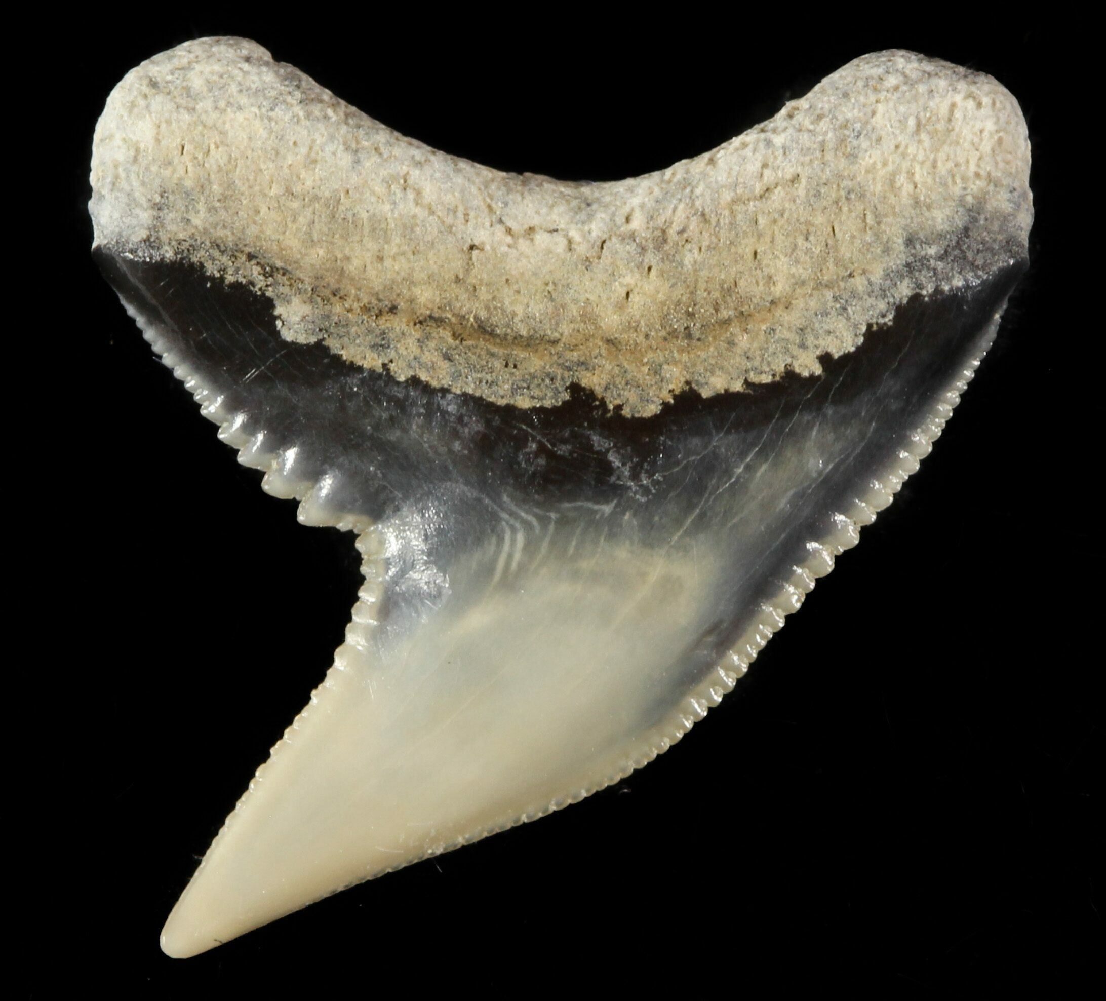 Fossil Tiger Shark Tooth Lee Creek (Aurora), NC (47671) For Sale