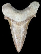 Auriculatus Shark Tooth - Dakhla, Morocco (Restored) #47844