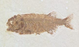 Rare Predatory Fish Eohiodon (Mooneye) - #47871