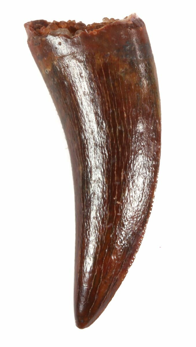 velociraptor tooth fossil