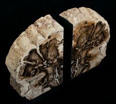 Medium Sequoia Petrified Wood Bookends - Oregon #4490