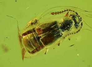 Small Fossil Beetle (Coleoptera) In Baltic Amber #48229