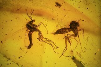 Multiple Fossil Fly (Diptera) In Baltic Amber #48253