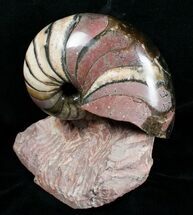 Inch Polished Cenoceras Nautilus - France #4495