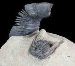 Aesthetic Paralejurus & Leonaspis Trilobite Association #48484