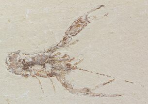 Detailed Fossil Lobster (Pseudostacus) - Lebanon #48519