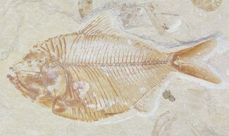 Cretaceous Fossil Fish (Diplomystus birdi) - Lebanon #48523