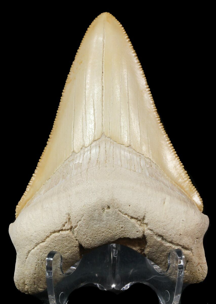 SUPER SERRATED 4'' MEGALODON TOOTH REPLICA BEAUTIFUL!/FOSSIL SHARKS TOOTH TEETH 