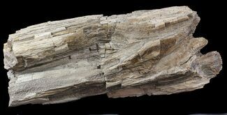 Cretaceous Petrified Wood - Texas #48860
