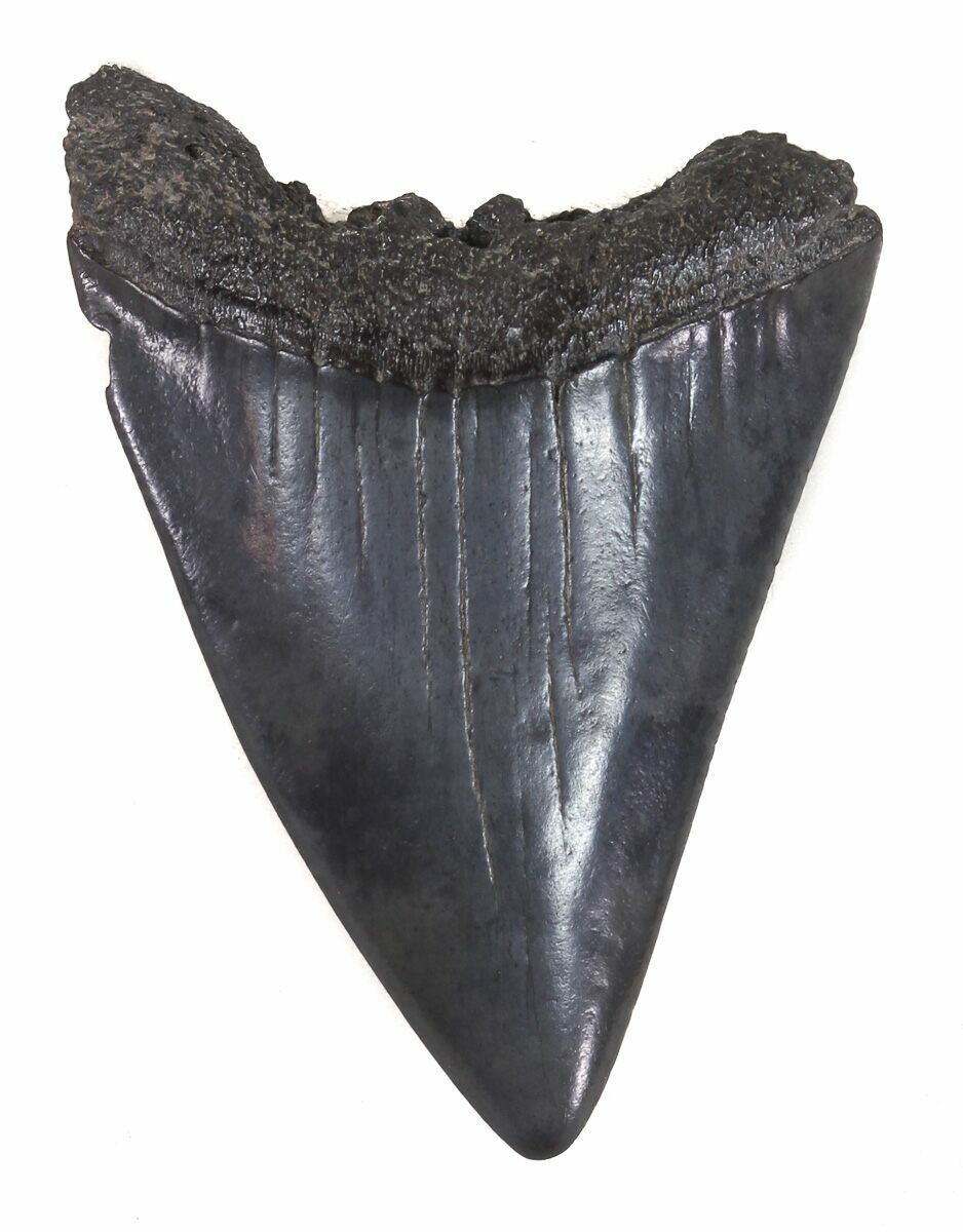 Fossil Great White Shark Tooth - 2.05 (#48887) For Sale