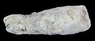 Cretaceous Fish Coprolite (Fossil Poop) - Kansass #49365