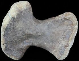 Mosasaur (Platecarpus) Humerus - Kansas #49329