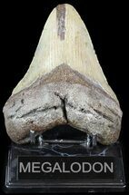 Robust, Megalodon Tooth - North Carolina #49521