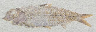 Good-Sized, Knightia Fossil Fish - Wyoming #49851