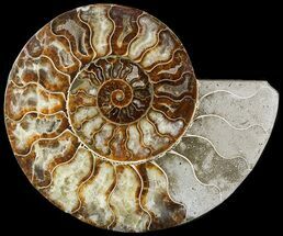 Beautiful, Ammonite Fossil (Half) - Agatized #49894