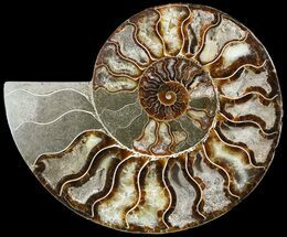 Ammonites For Sale - FossilEra.com