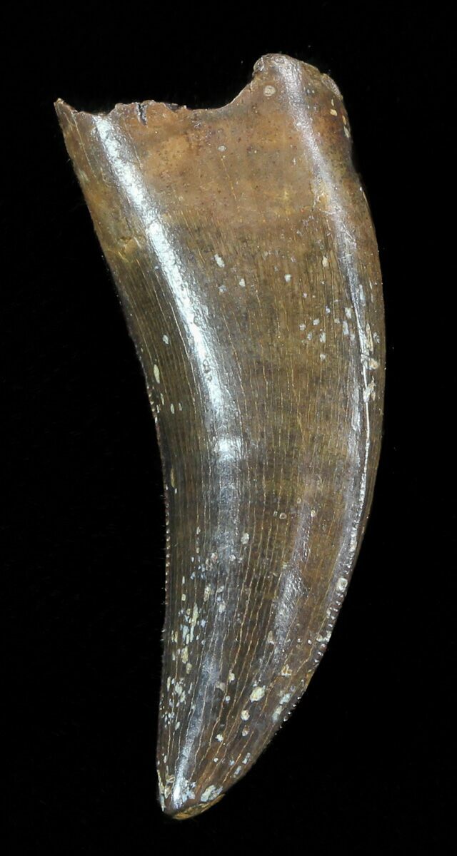 nanotyrannus tooth for sale