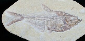 Nice / Inch Diplomystus Fossil Fish #4594