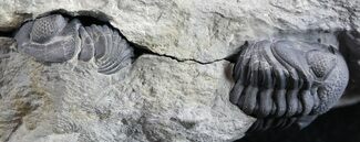 Double Eldredgeops (Phacops) Trilobite in Pos/Neg- New York #50292