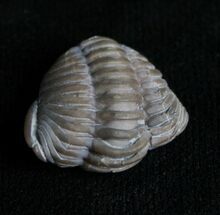 Enrolled Flexicalymene Trilobite #4601