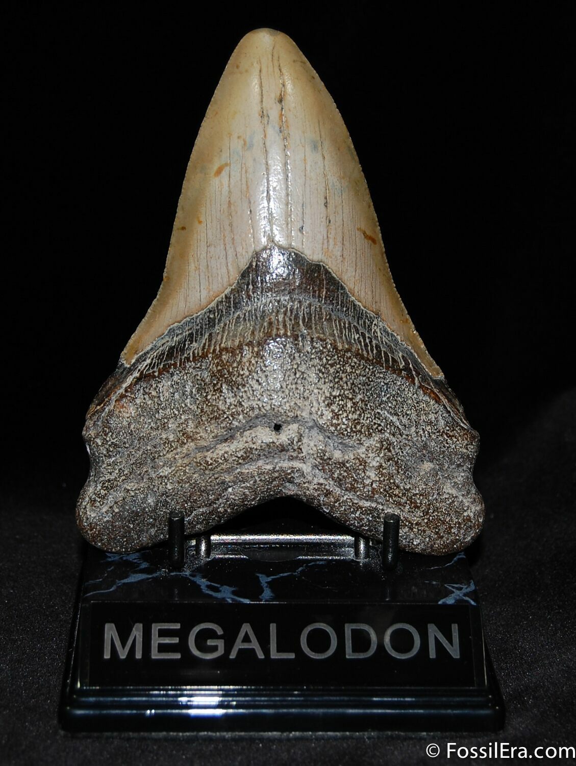carcharodon megalodon teeth