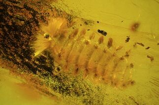 Fossil Millipede (Polyxenidae) In Baltic Amber #50614