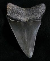 Inch Megalodon Tooth - Serrated #4609