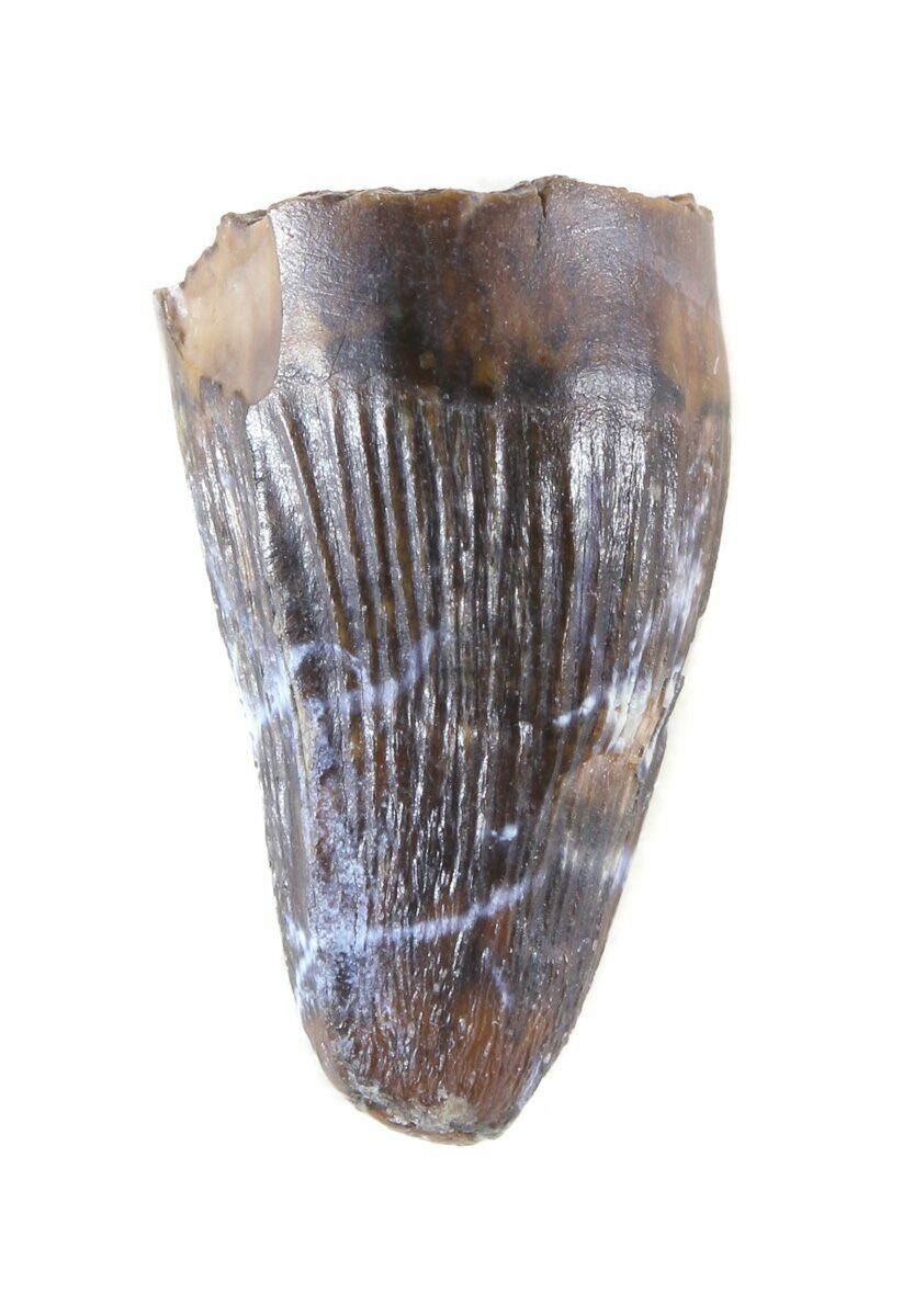 deinosuchus tooth