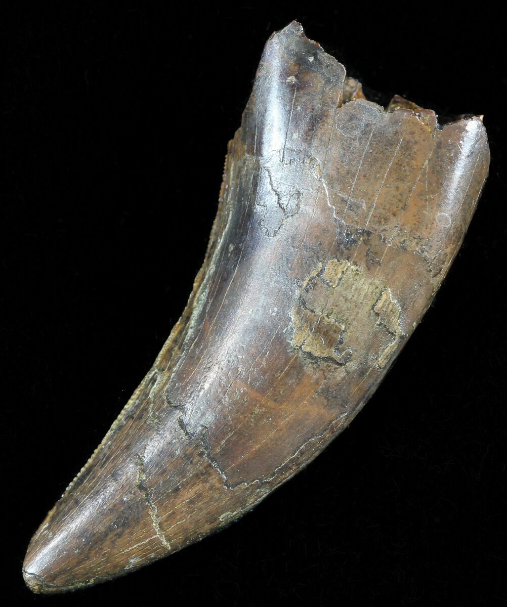 nanotyrannus tooth for sale