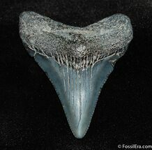 Fine and Affordable Inch Megalodon Tooth #119