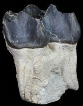 Large, Fossil Brontotherium (Titanothere) Molar - South Dakota #50800