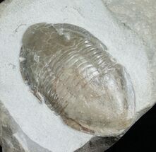 Isotelus Iowensis From Missouri #4666