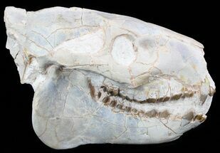 Oreodont (Merycoidodon) Skull - South Dakota #51146