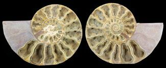 Cut & Polished, Jurassic Ammonite Fossil - Madagascar #51253