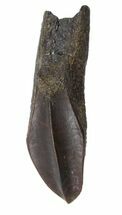 Rooted Edmontosaurus (Duck-Billed Dinosaur Tooth #51039