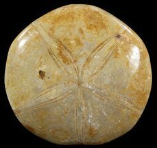 Large, Polished Fossil Sand Dollar (Mepygurus) - Jurassic #51199
