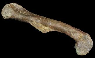Killer,  Kritosaurus Femur - Aguja Formation, Texas #51409