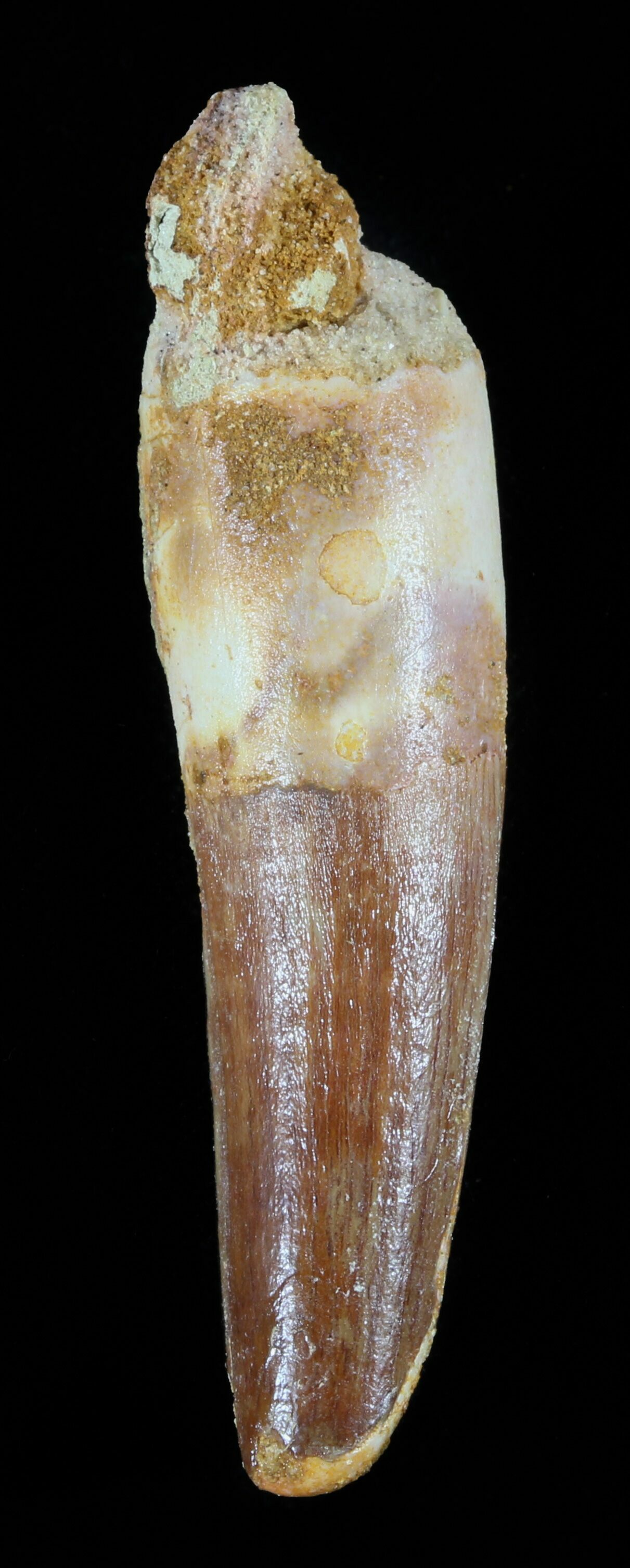 spinosaurus fossil tooth