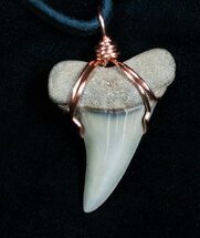 Curved Fossil Mako Tooth Necklace #4698