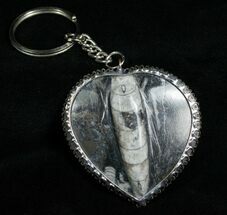 Fossil Orthoceras Keychain #4718
